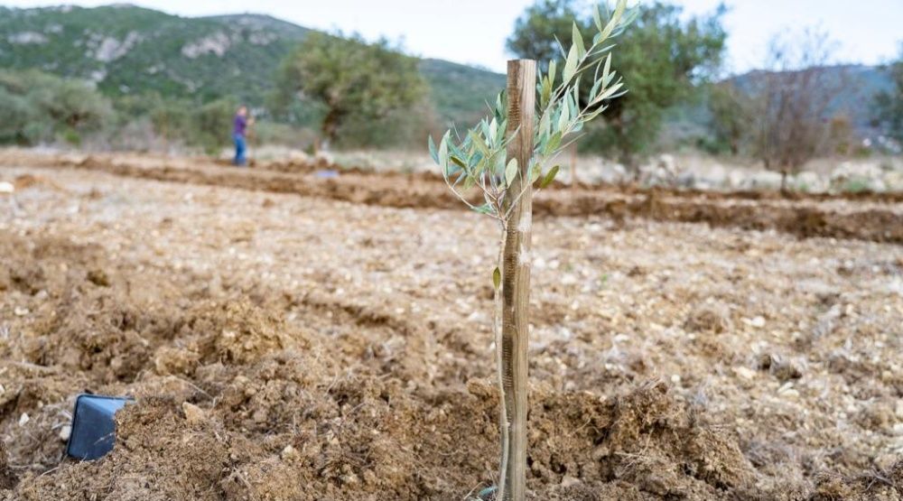 Oliveiras Galegas