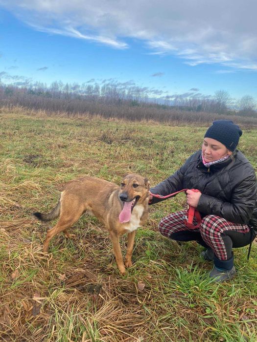 Chart i owczarek w jednym! Ewenement na skalę świata. ADOPCJA