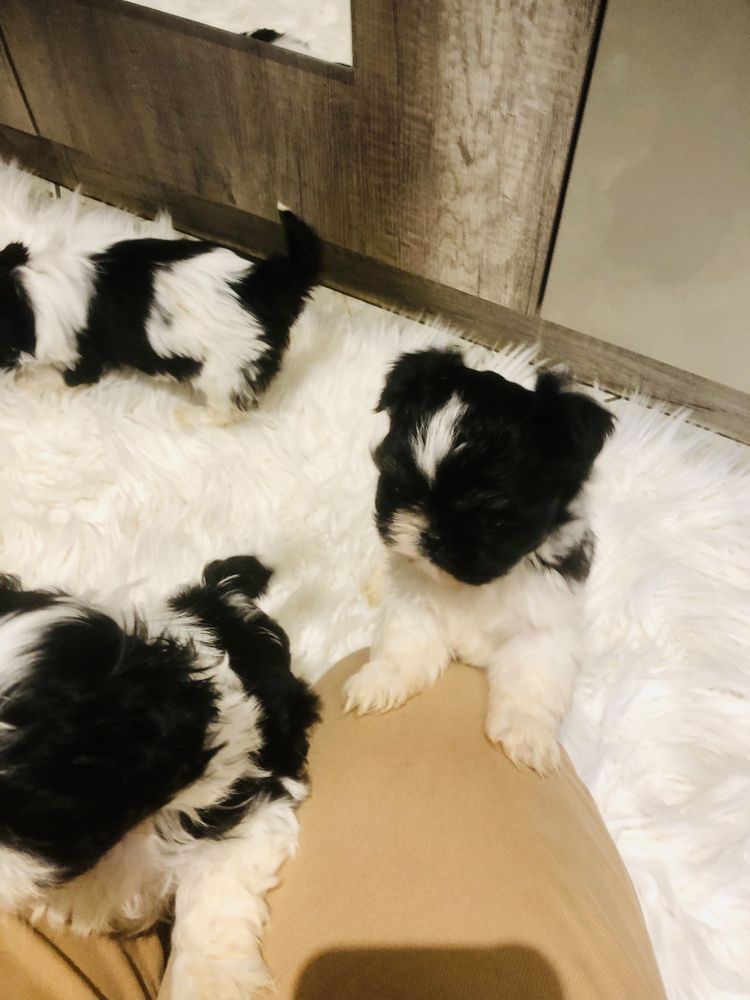 Shih tzu szczeniaczek