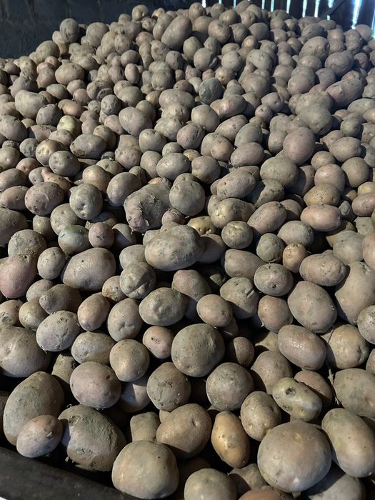 Ziemniaki jadalne i paszowe