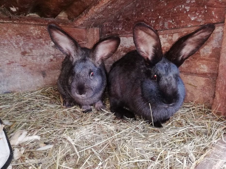 Króliki samice i samce