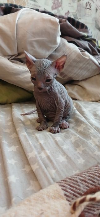 Хлопчик сфінкс!!