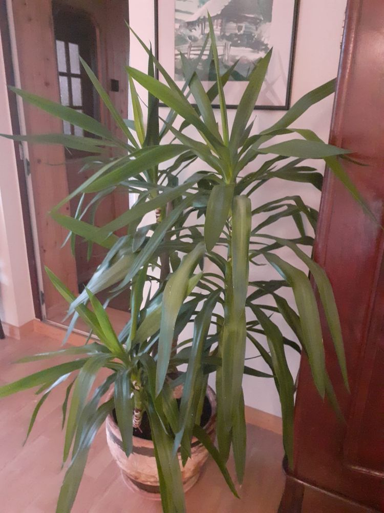 Drzewo Juka z donica ceramiczna, 150 cm wysokości