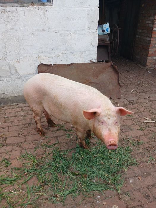 Продам свиню на м'ясо