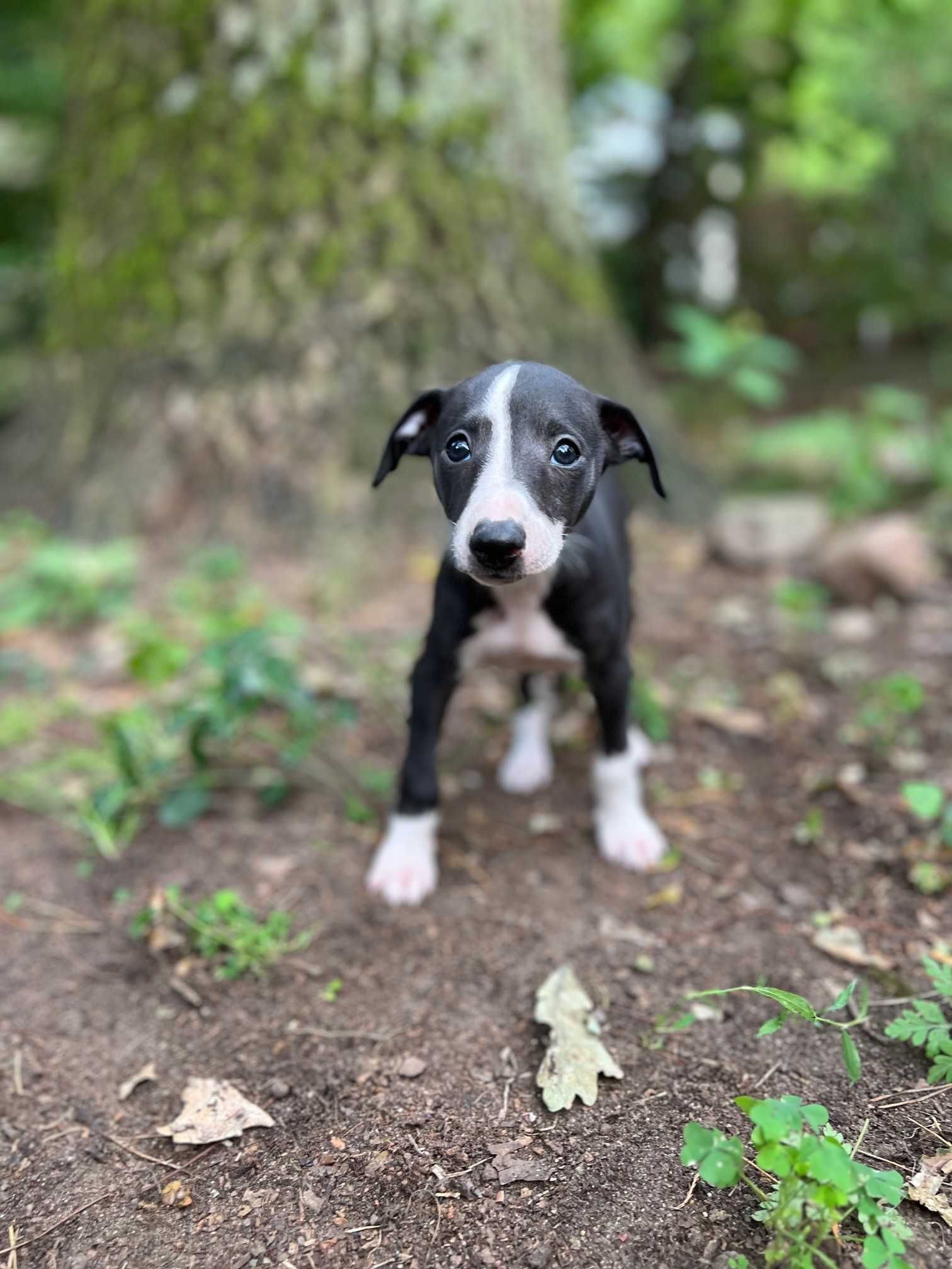 Whippet chart angielski piesek Hodowla FCI