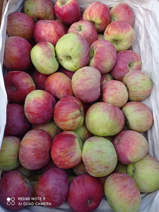 Jabłka eko z rodzinnego sadu