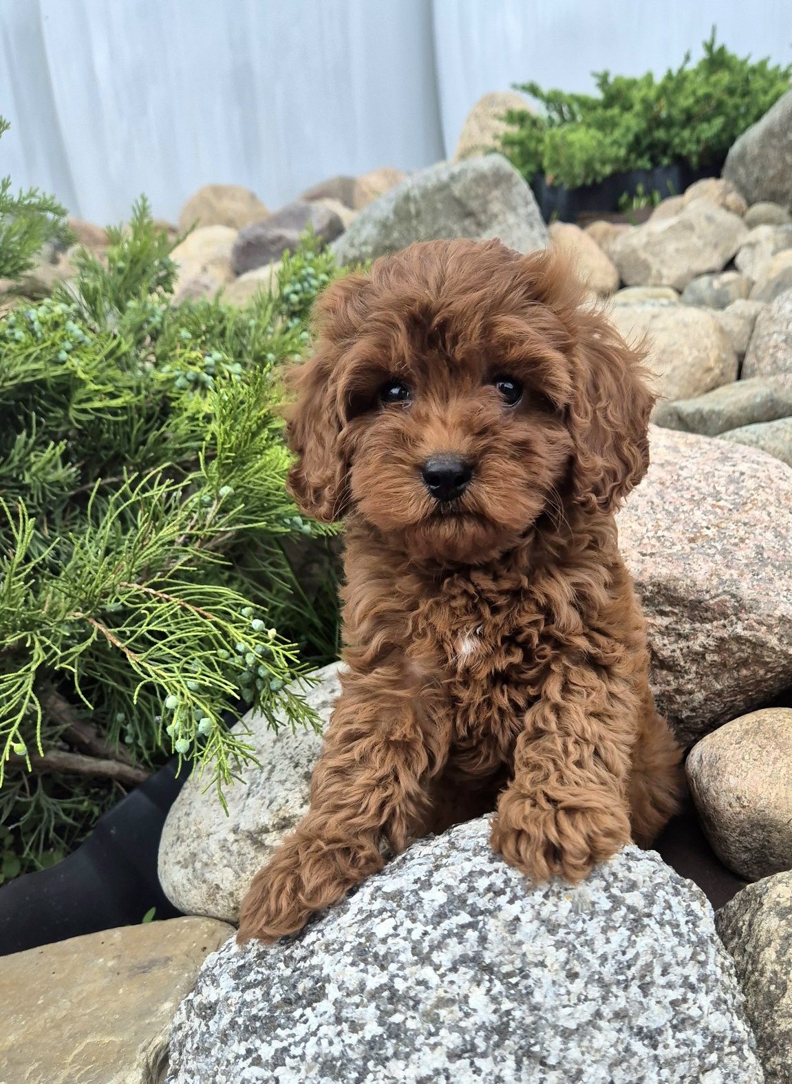 Cavapoo F1B  SUNIA