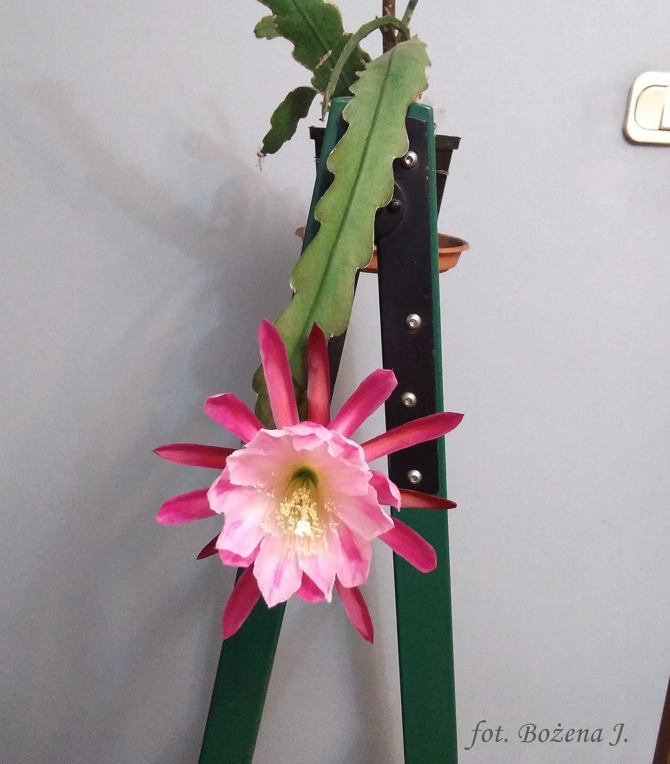 Epiphyllum, epifilum, N-D, kaktus NOWOŚĆ