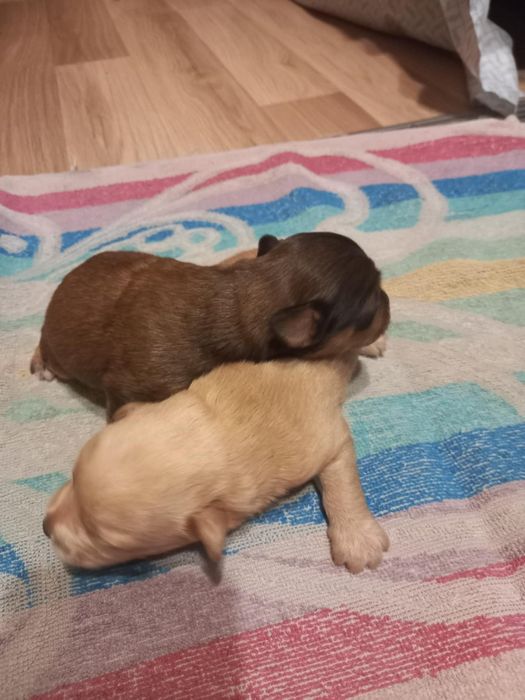 Do oddania szczeniaki