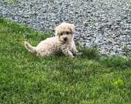 Śliczna suczka Maltipoo