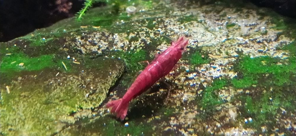 Neocardina red chery