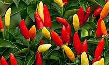 vendo sementes tabasco