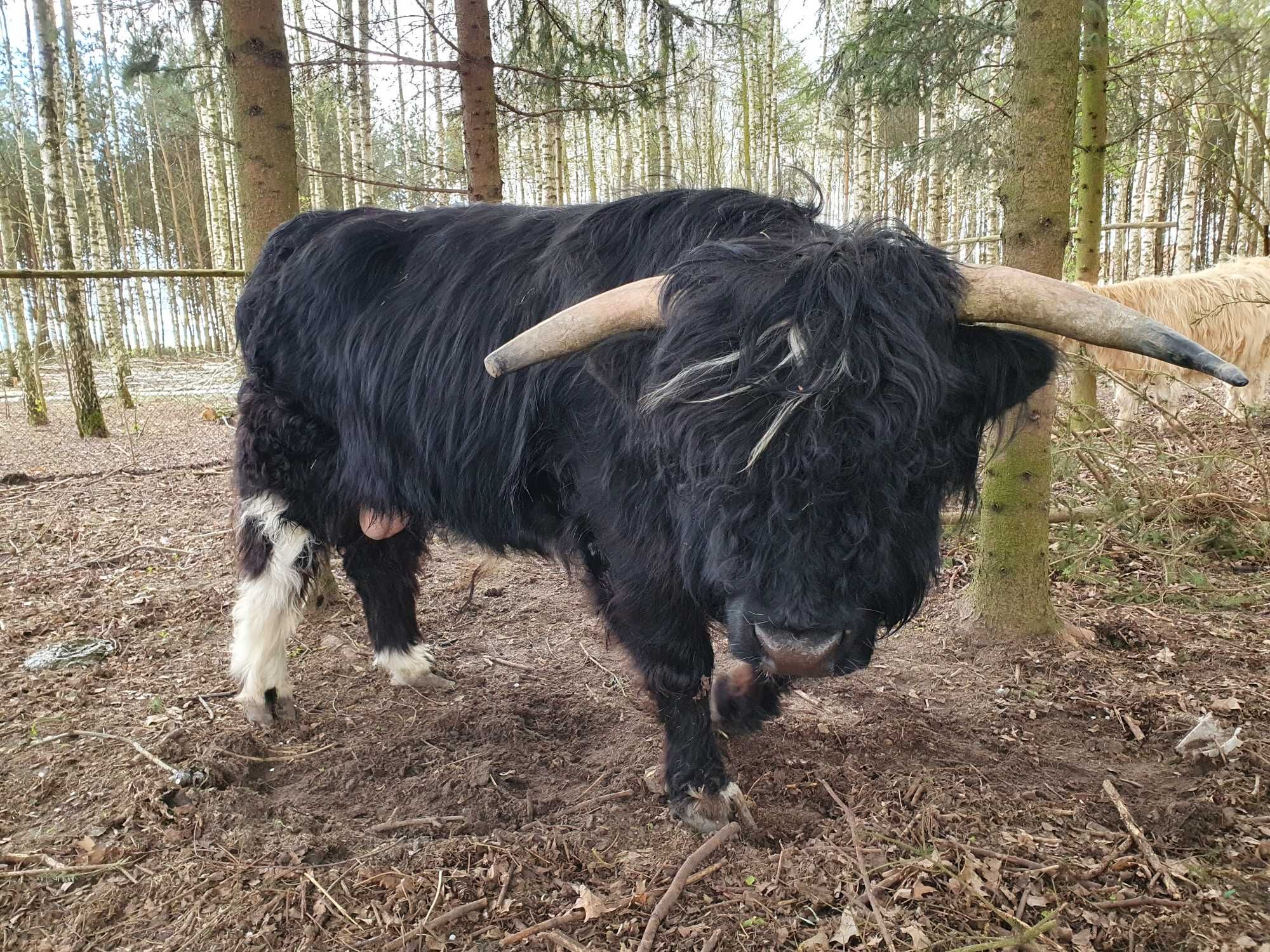 Bydło szkockie Highland Cattle byki