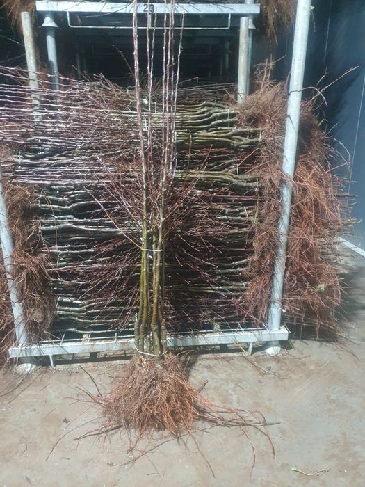 Drzewka  Owocowe  Jabłoń  Morela Śliwa Grusza