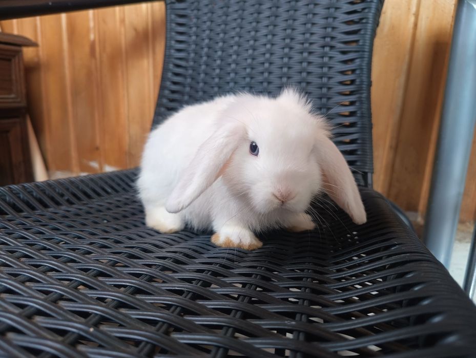Króliki mini lop białe