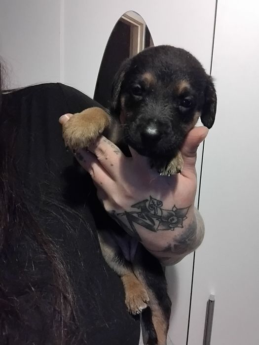 Oddam za darmo szczeniaczki