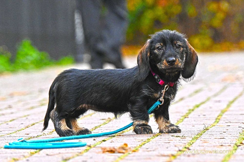 Jamniczka miniaturowa świetna towarzyszka długich spacerów