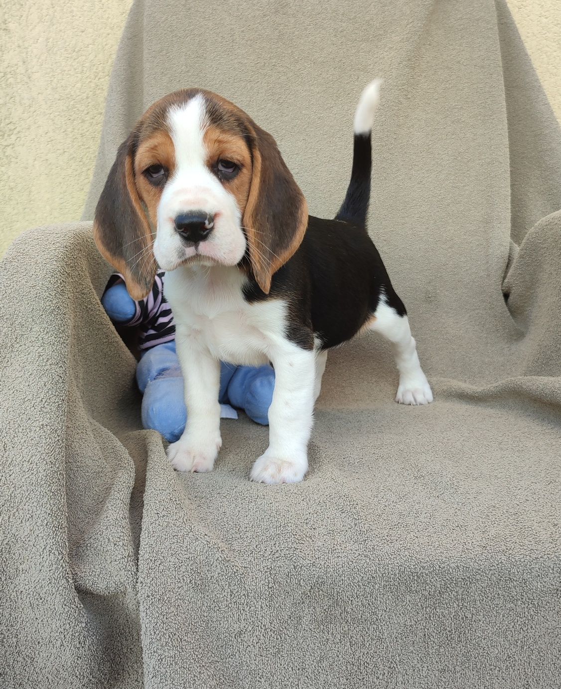 Szczeniak Beagle