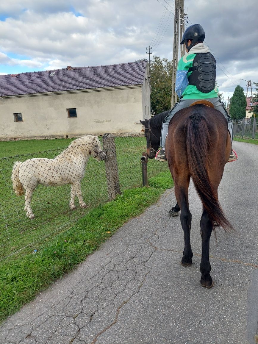 Koń do dzierżawy / współdzierżawy