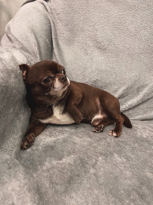 В‘язка чихуахуа