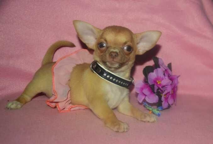 Підлітки хлопчики та дівчата чіхуахуа.