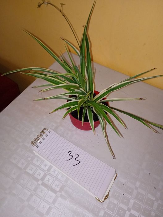 Kwiaty doniczkowe