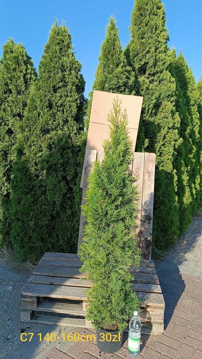 Tuja szmaragd 115 - 125cm Producent Transport