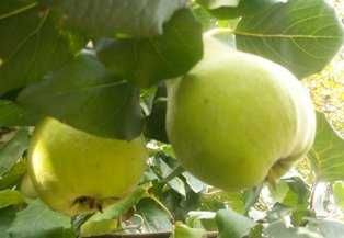 PIGWA - 1 kg na nalewki, przetwory