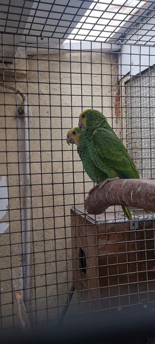 Amazonas barbadensis femeas