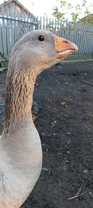 Гуси бійцеві прямоносі