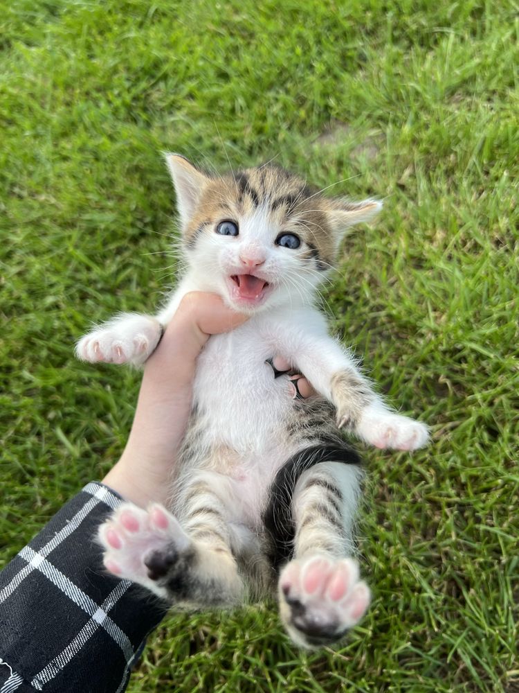 Віддаємо котиків