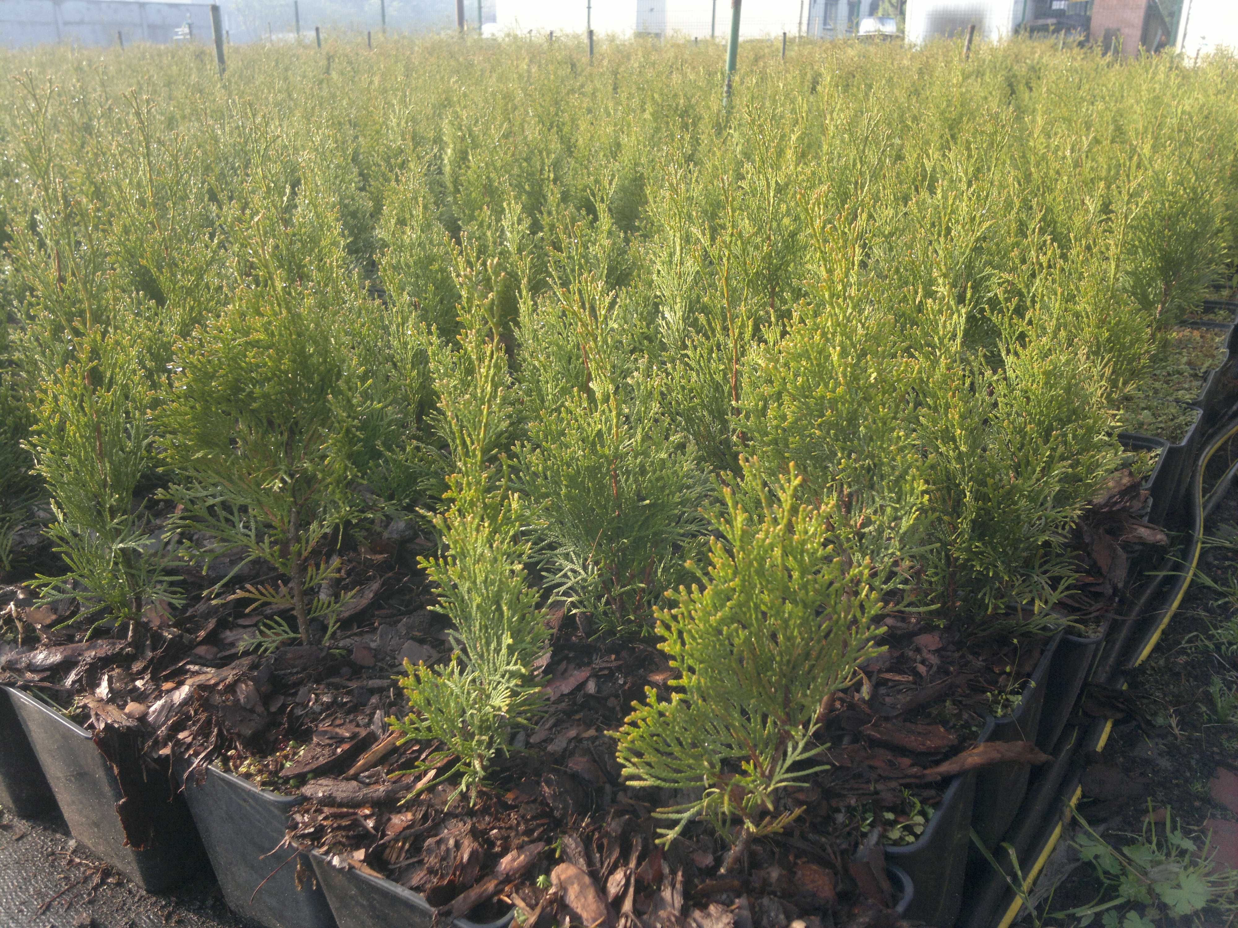 Thuja Szmaragd Smaragd doniczka  5 sztuk