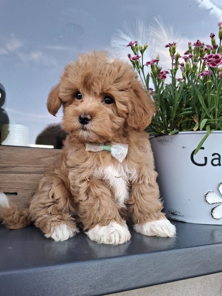 Piesek suczka maltipoo F1