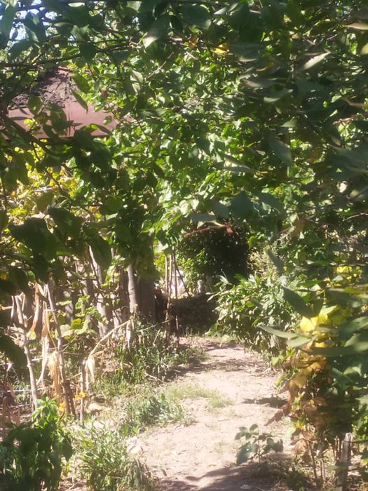 Дачний участок в садовому кооп . «Моторобудівник »