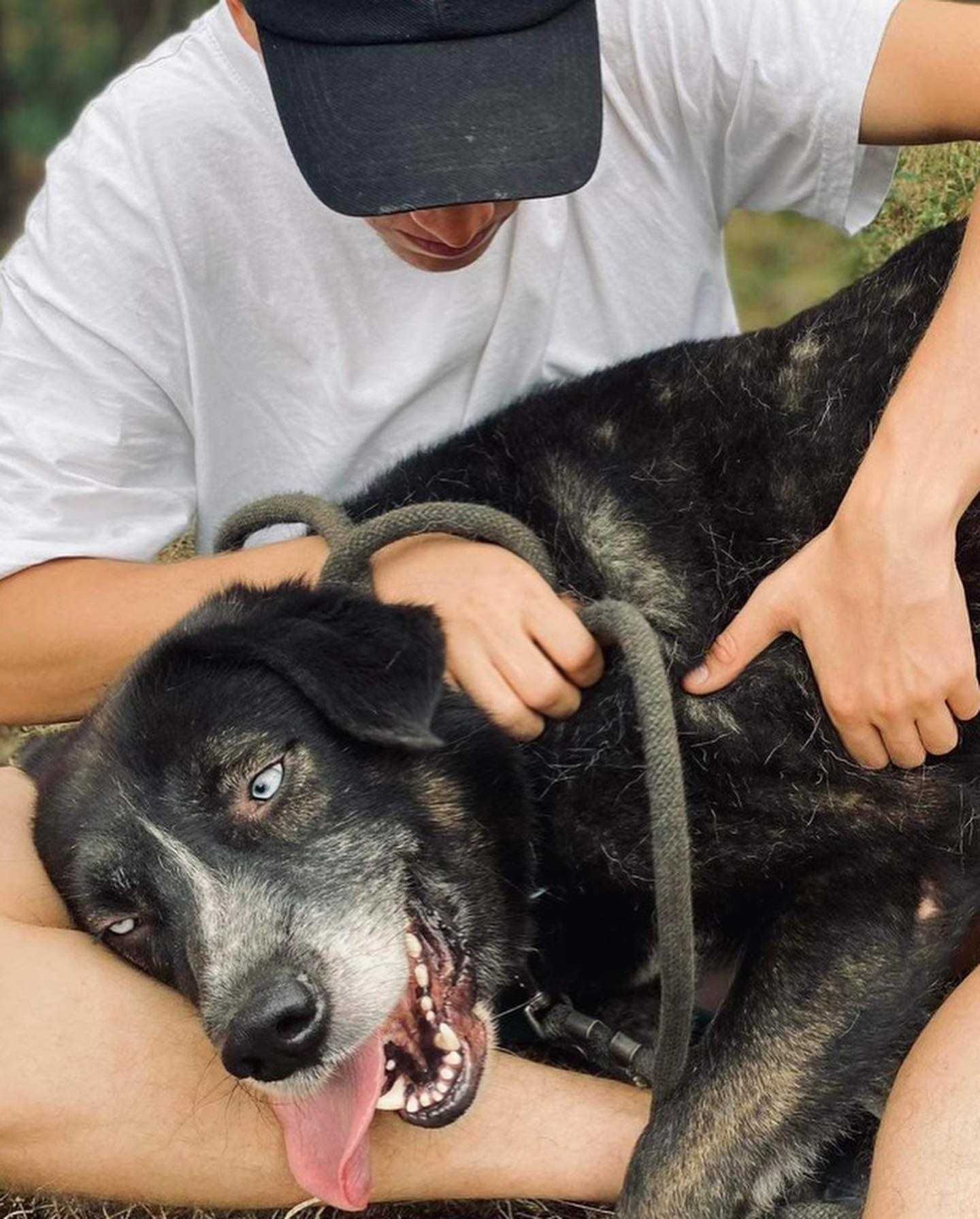 Diesel - oczy północniaka, charakter misiaka pies do adopcji
