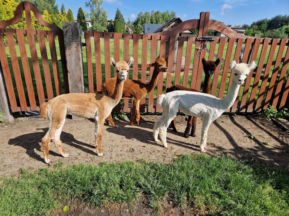Alpaka, Alpaki huacaya Młoda Samica hodowla Alpaluka
