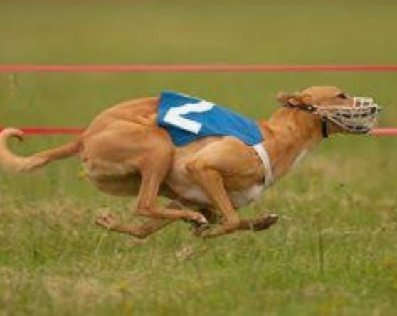 Chart angielski whippet