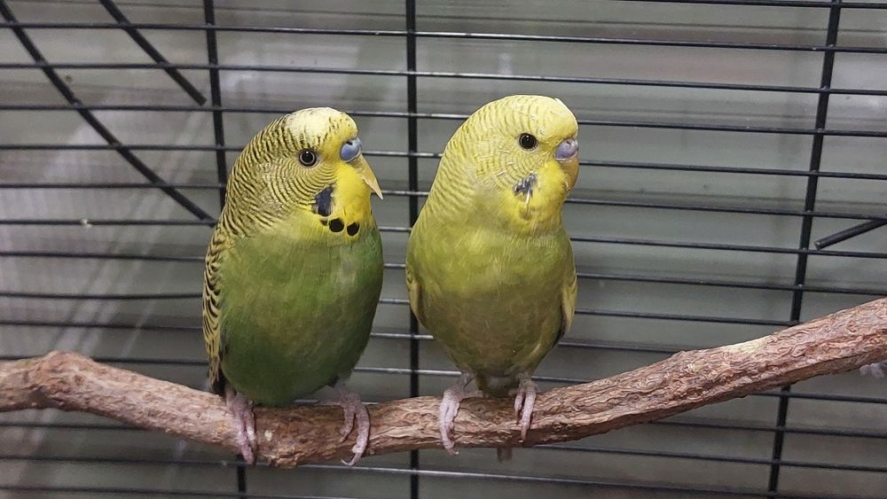 Dwie papużkii faliste nieoswojone