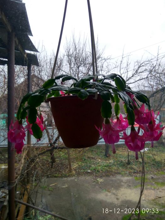 Продам рождественник (цвета разние)