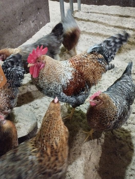 Інкубаційне яйце Білефельдора