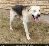 Pilne!!ok 1,5 r.piesek czeka na adopcję z podlasia   Green House.