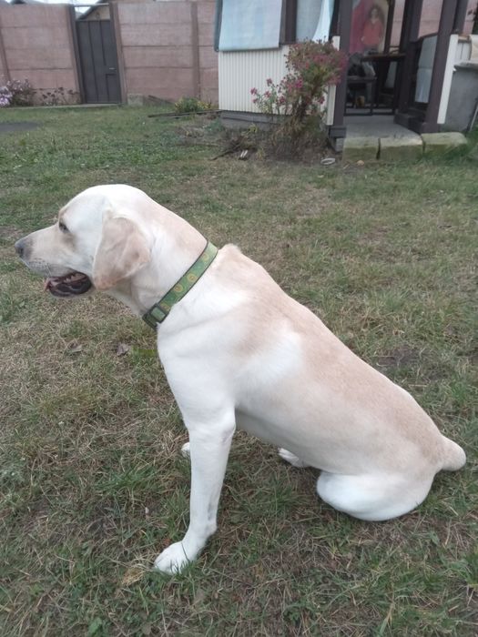 Лабрадор хлопчик Санни - вязка/случка