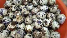 Ovos codorniz japonica