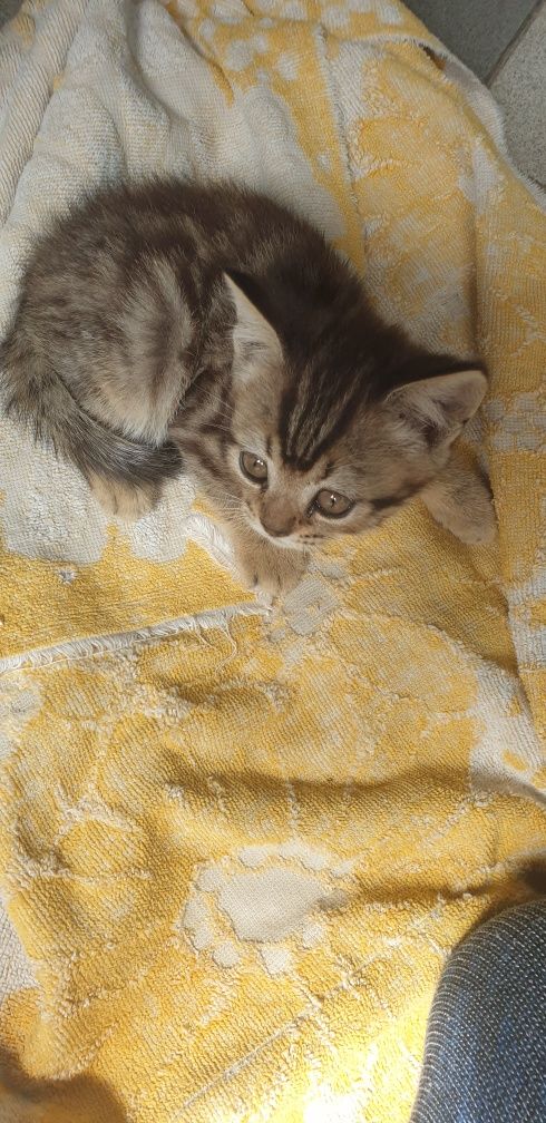 Шотландське кошеня