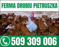 Młode kury nioski