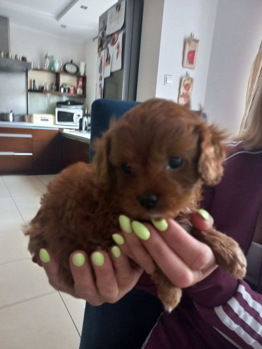 Cavapoo  szczenię F 1 red brown