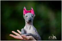 * XOLO * XOLOITZCUINTLI Miniaturowy *suczka bezwłosa* Wilkoria FCI
