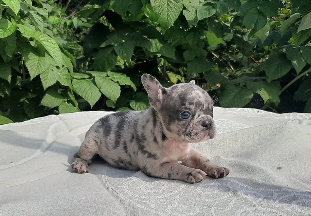 Хлопчик та дівчина блакитна мерле.