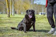 Joint-czarny pies w typie labradora do pilnej adopcji