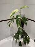 epipremnum pinnatum variegata